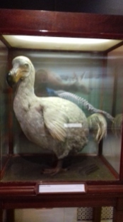 A dodo